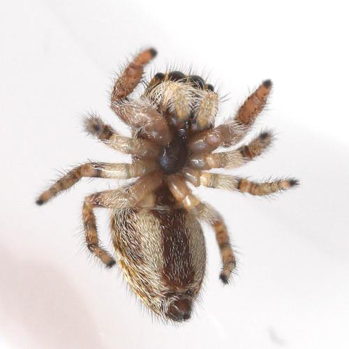 Macaroeris nidicolens